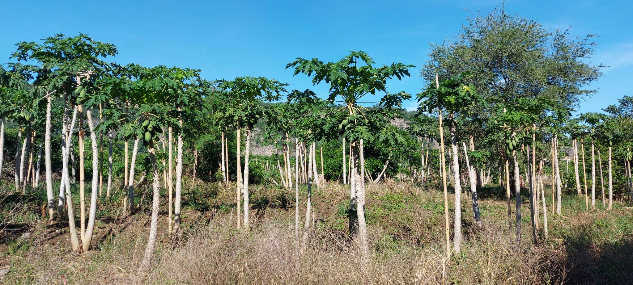 Santa Ana Tagoloan Lot for Sale