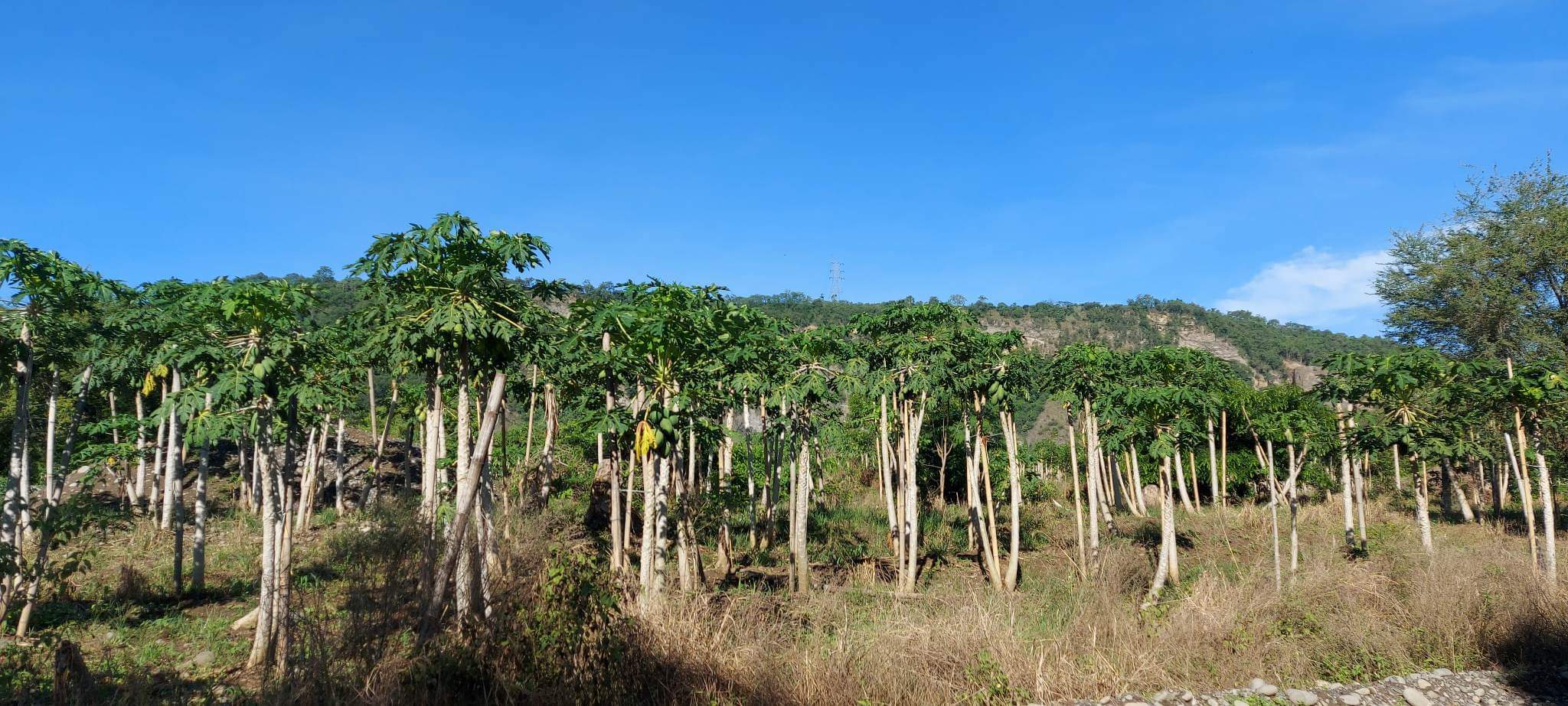 Santa Ana Tagoloan Lot for Sale